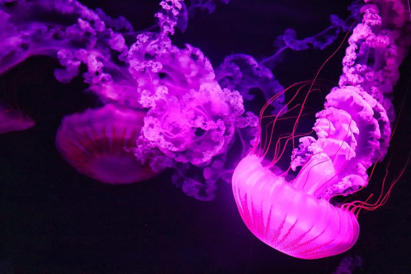 Jellyfish in Oceanic Realm