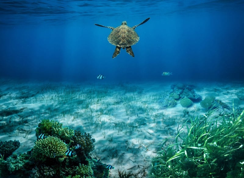Sea Turtle in Oceanic Realm
